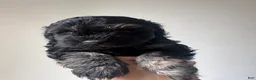 Schnoodle dogs for sale: George Lopez - Ad 6