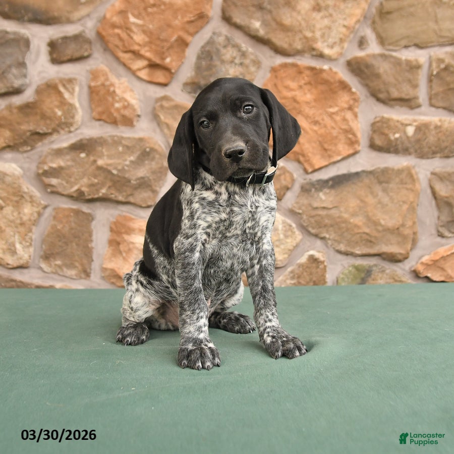 German Shorthaired Pointer dogs Dave - Ad 1