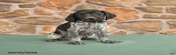 German Shorthaired Pointer dogs for sale: Dave - Ad 1