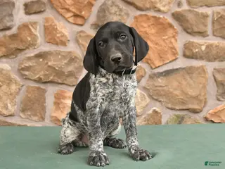 German Shorthaired Pointer dogs for sale: Dave - Ad 2