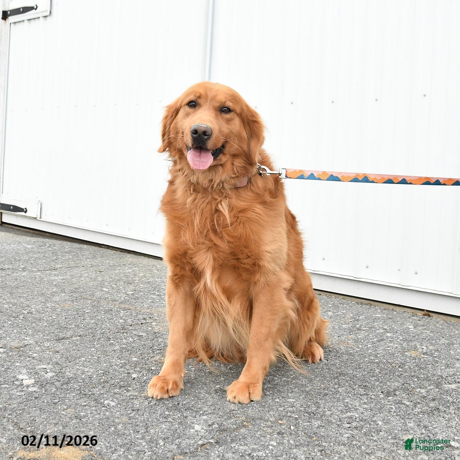 Golden Retriever dogs Gordon - Ad 1