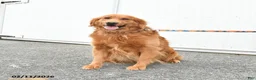 Golden Retriever dogs for sale: Gordon - Ad 1