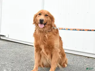 Golden Retriever dogs for sale: Gordon - Ad 4