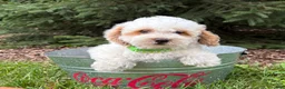 Havapoo dogs for sale: Arlo - Ad 3