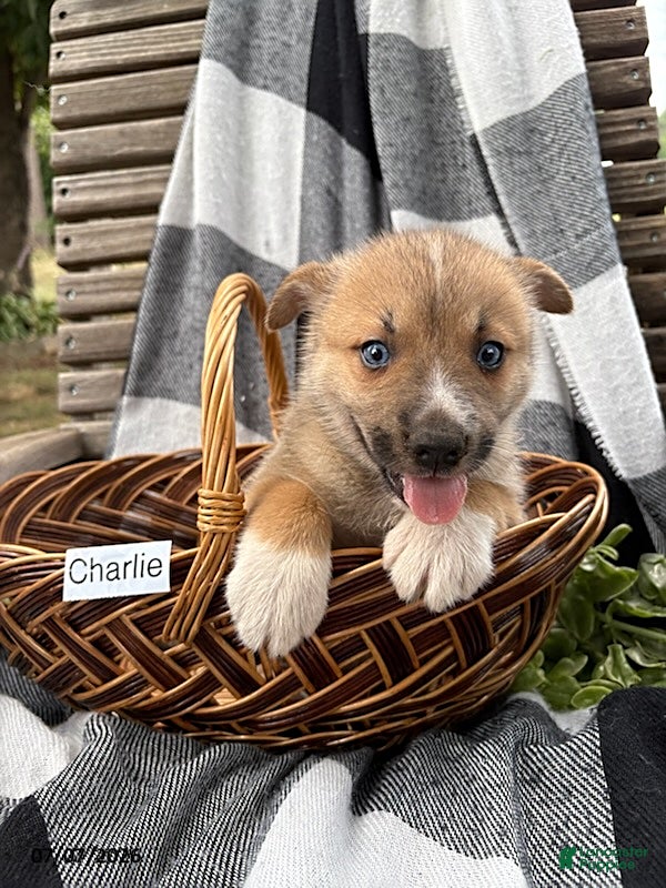 Pomsky dogs Charlie - Ad 1