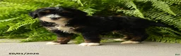 Mini Aussiedoodle dogs for sale: Grimsby - Ad 5