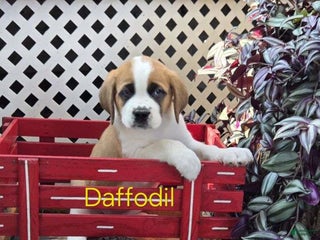 Saint Bernard dogs - Ad 27