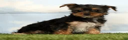 Yorkshire Terrier dogs for sale: Kayla - Ad 4