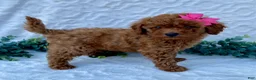 Miniature Poodle dogs for sale: Milly - Ad 5