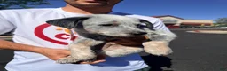 Australian Cattle Dog dogs for sale: Australian Cattle Dog 3 - Ad 2