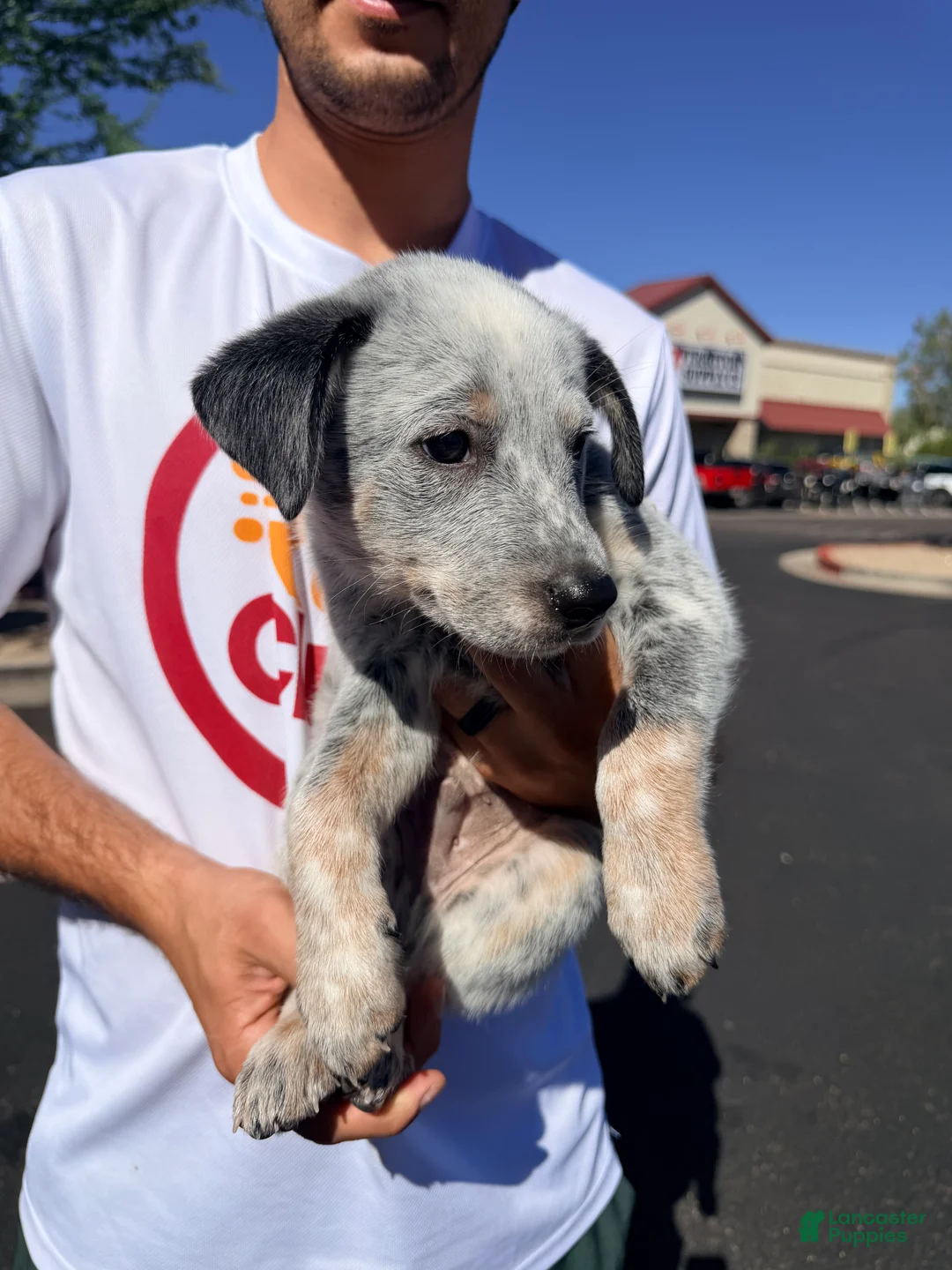Australian Cattle Dog dogs for sale: Australian Cattle Dog 3 - Ad 2