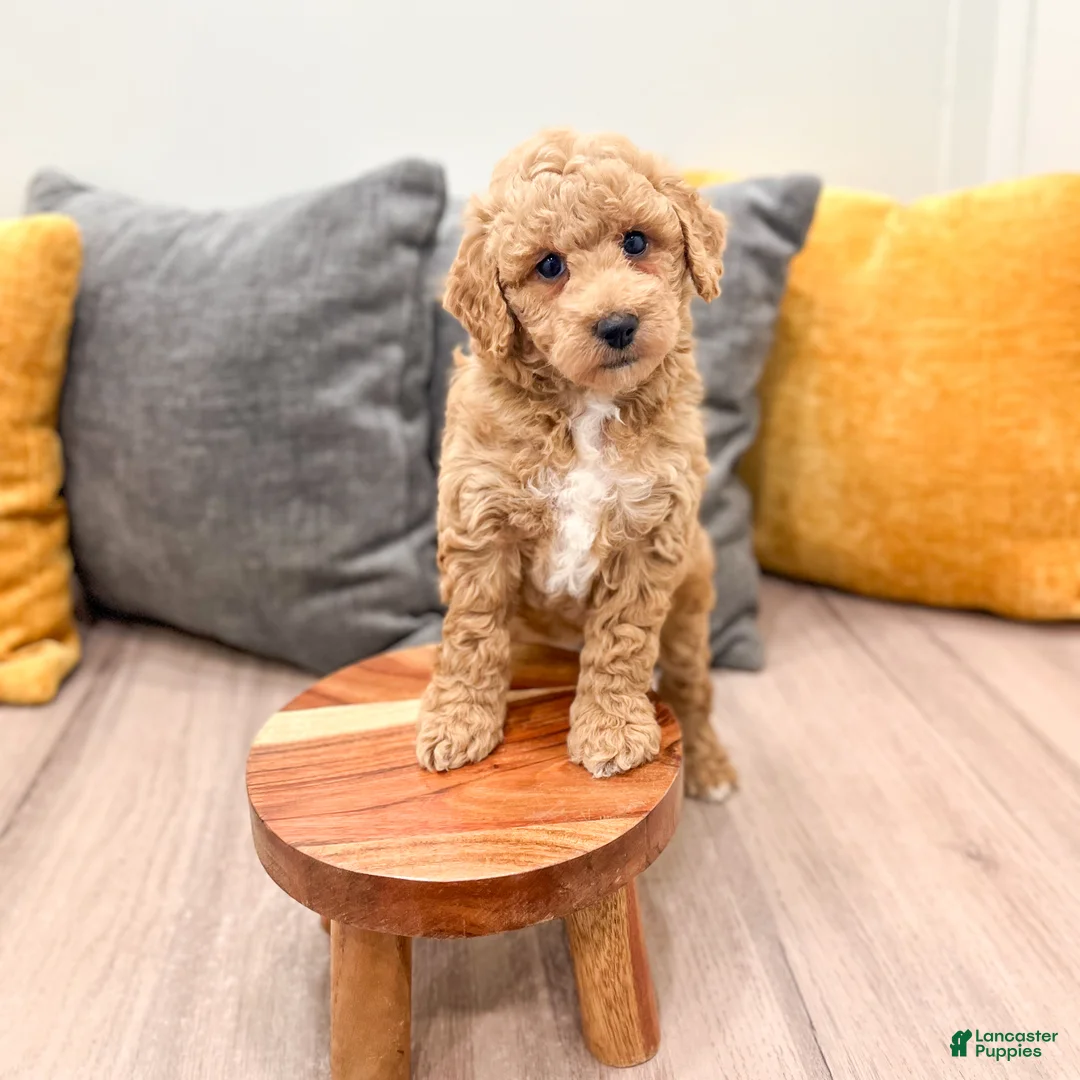 Mini Goldendoodle dogs for sale: Jasmine - Ad 2