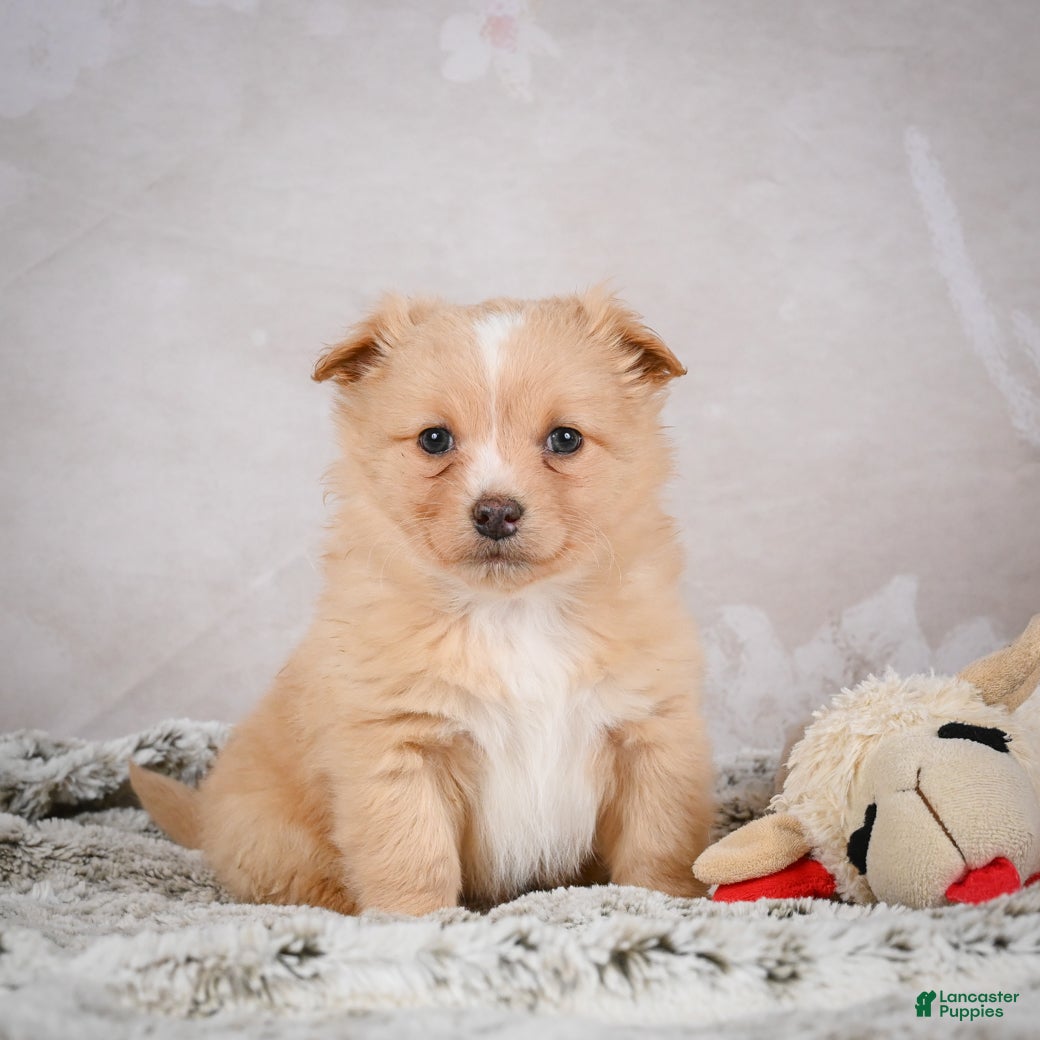 Chihuahua dogs Hugo - Ad 8