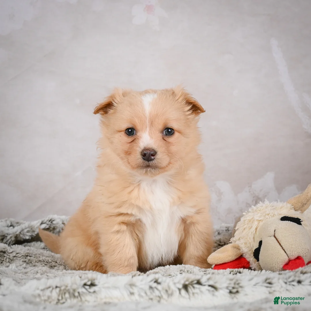 Chihuahua dogs for sale: Hugo - Ad 1