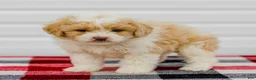Mini Aussiedoodle dogs for sale: Carter - Ad 4