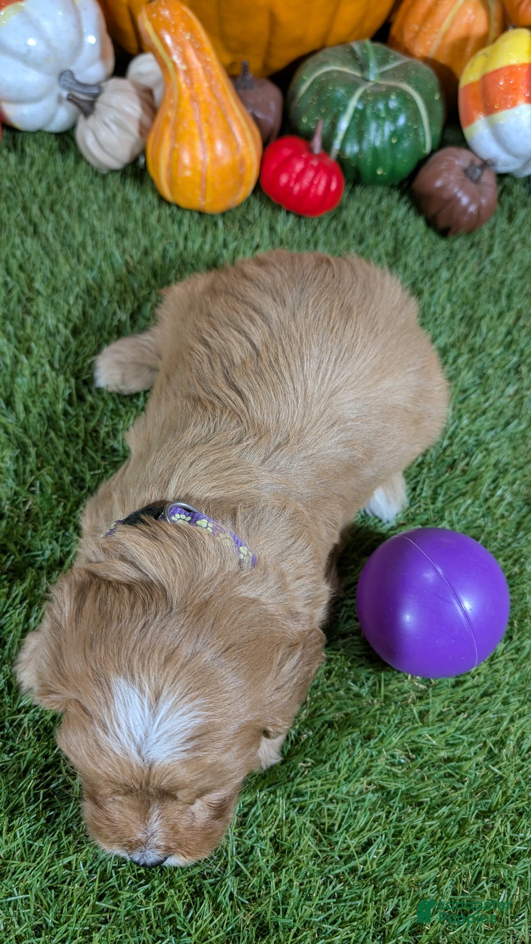 Cavapoo dogs for sale: Cavapoo Puppy 2 - Ad 4