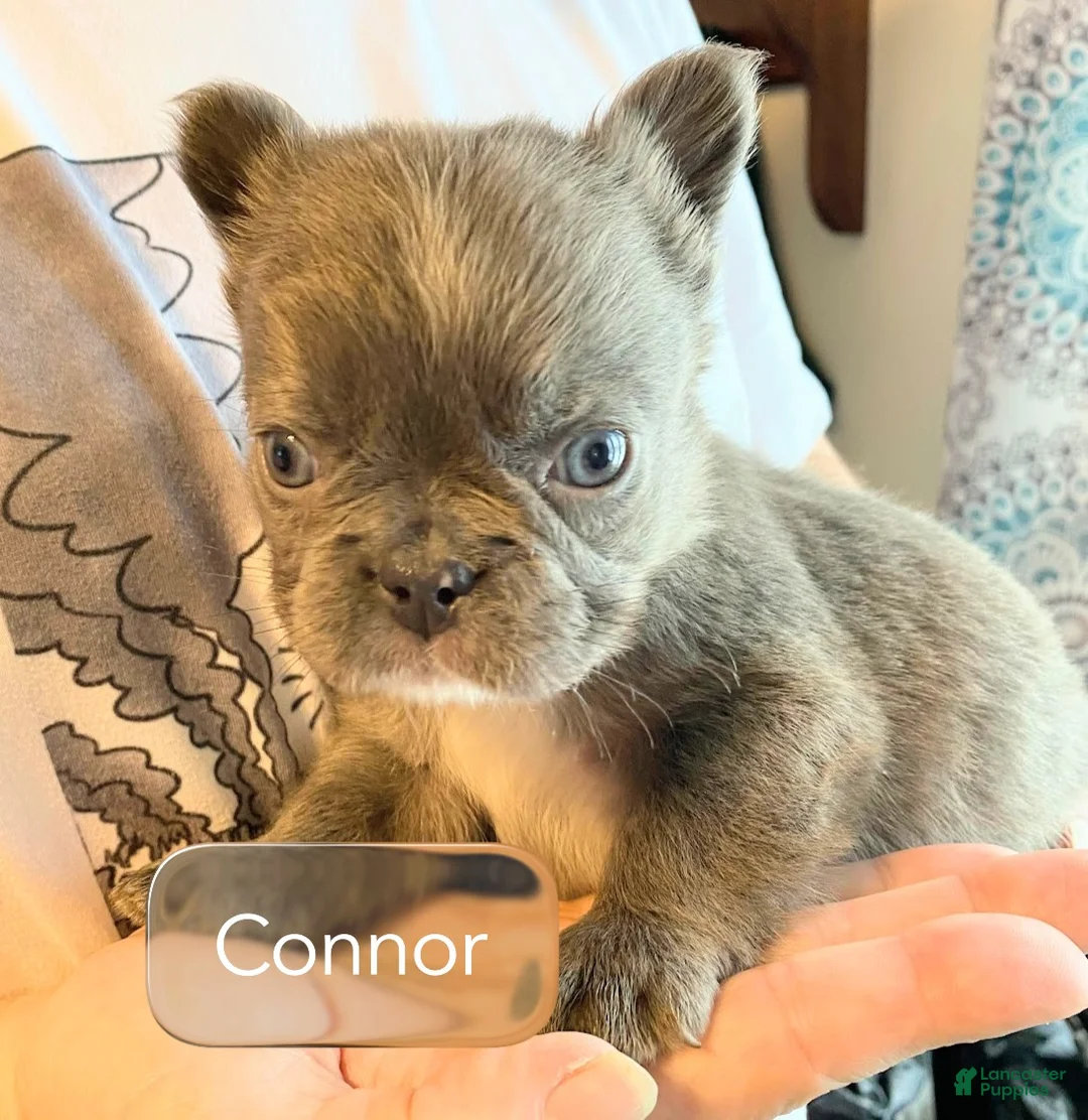 French Bulldog dogs for sale: Lord Connor of House of Hepley - Ad 1