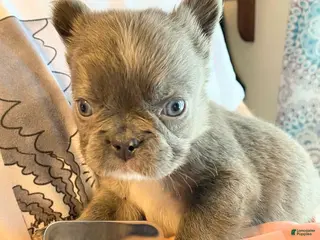 French Bulldog dogs Lord Connor of House of Hepley - Ad 32