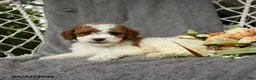 Goldendoodle dogs for sale: Hamlet - Ad 2
