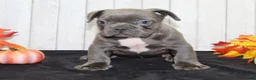 French Bulldog dogs for sale: Eric Male AKC French Bulldog - Ad 3