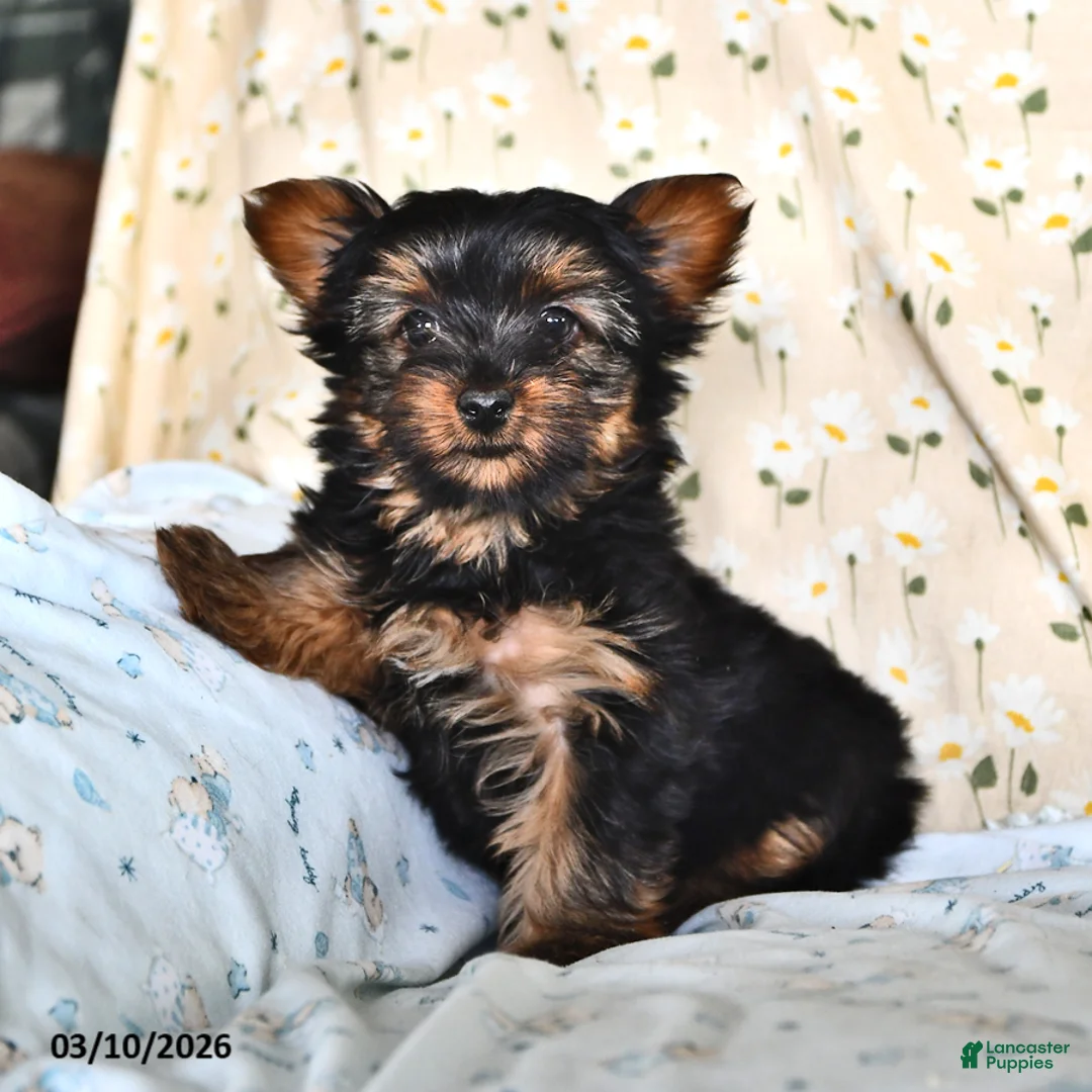 Yorkshire Terrier dogs for sale: Queenie - Ad 1