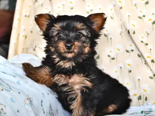 Yorkshire Terrier dogs for sale: Queenie - Ad 4