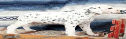 Dalmatian dogs for sale: Tyson - Ad 9