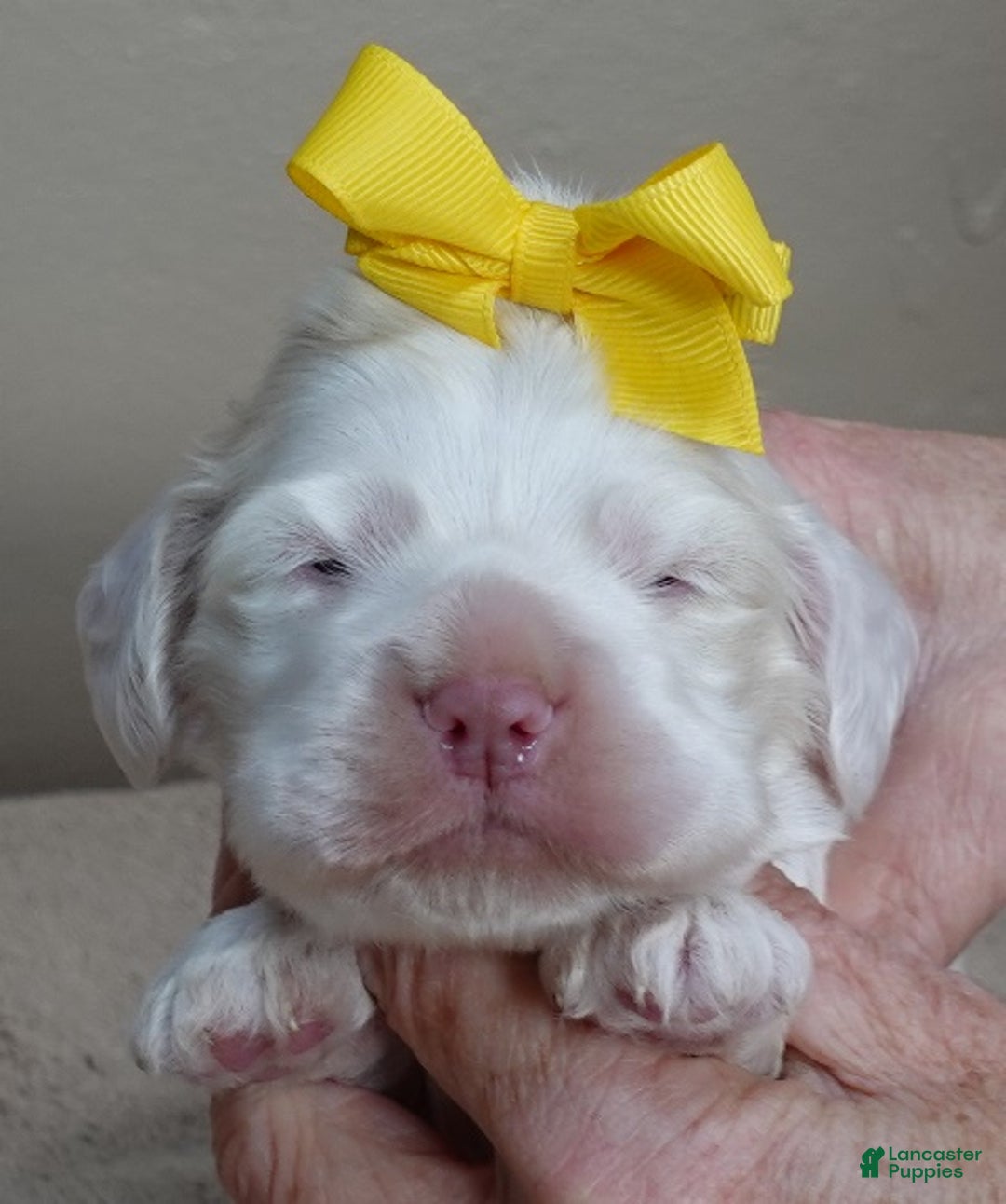 Cocker Spaniel dogs for sale: Bobo  - Ad 7