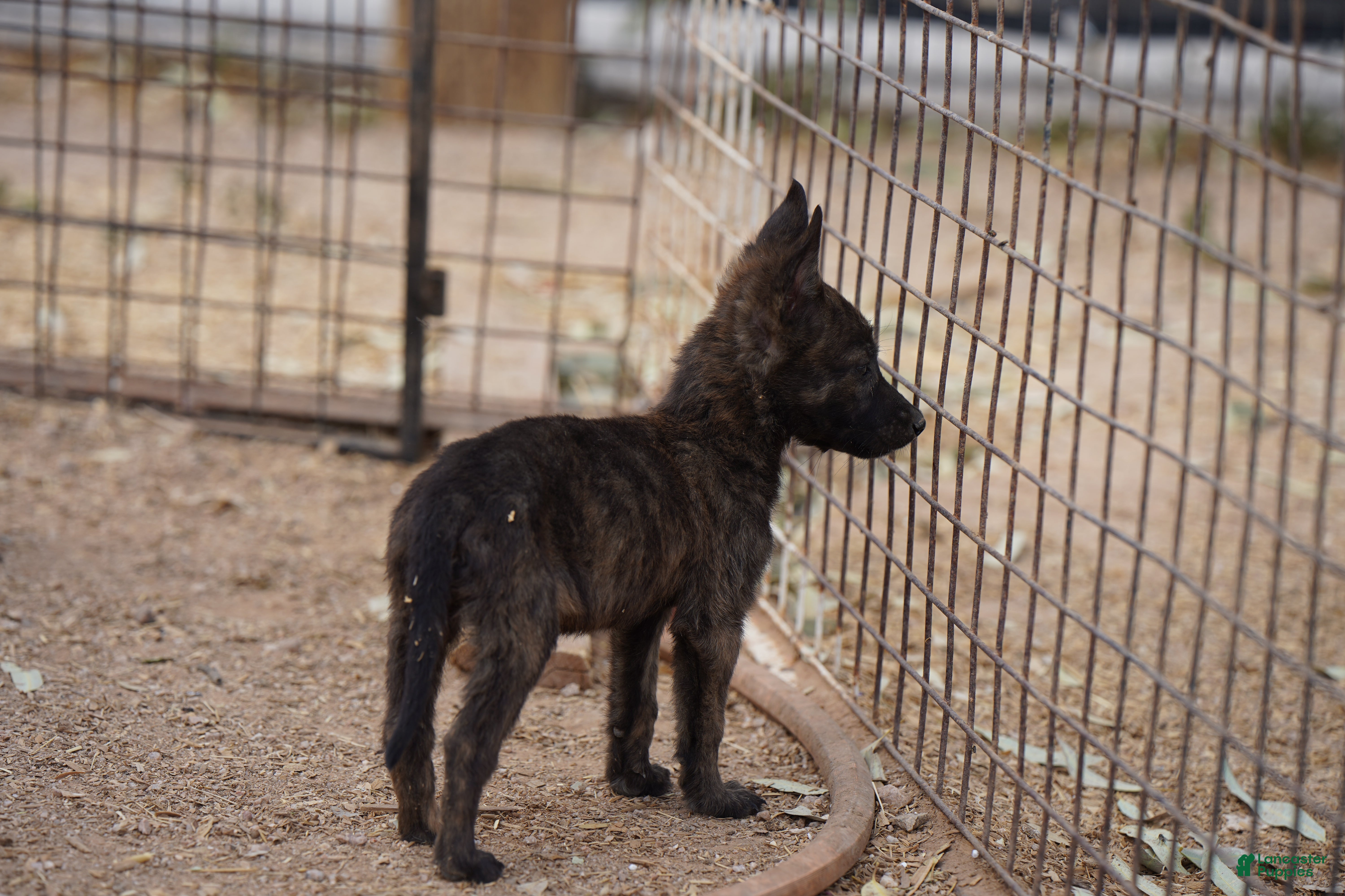Dutch Shepherd dogs Dutch Shepherd Puppy 2 - Ad 1