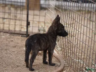 Dutch Shepherd dogs Dutch Shepherd Puppy 2 - Ad 1