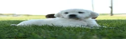 Golden Retriever dogs for sale: Lukas - Ad 1