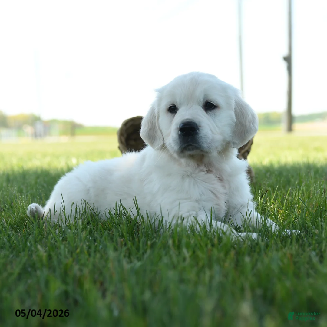 Golden Retriever dogs for sale: Lukas - Ad 1