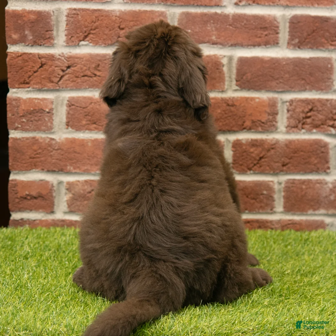 Newfoundland dogs for sale: Jackson - Ad 7
