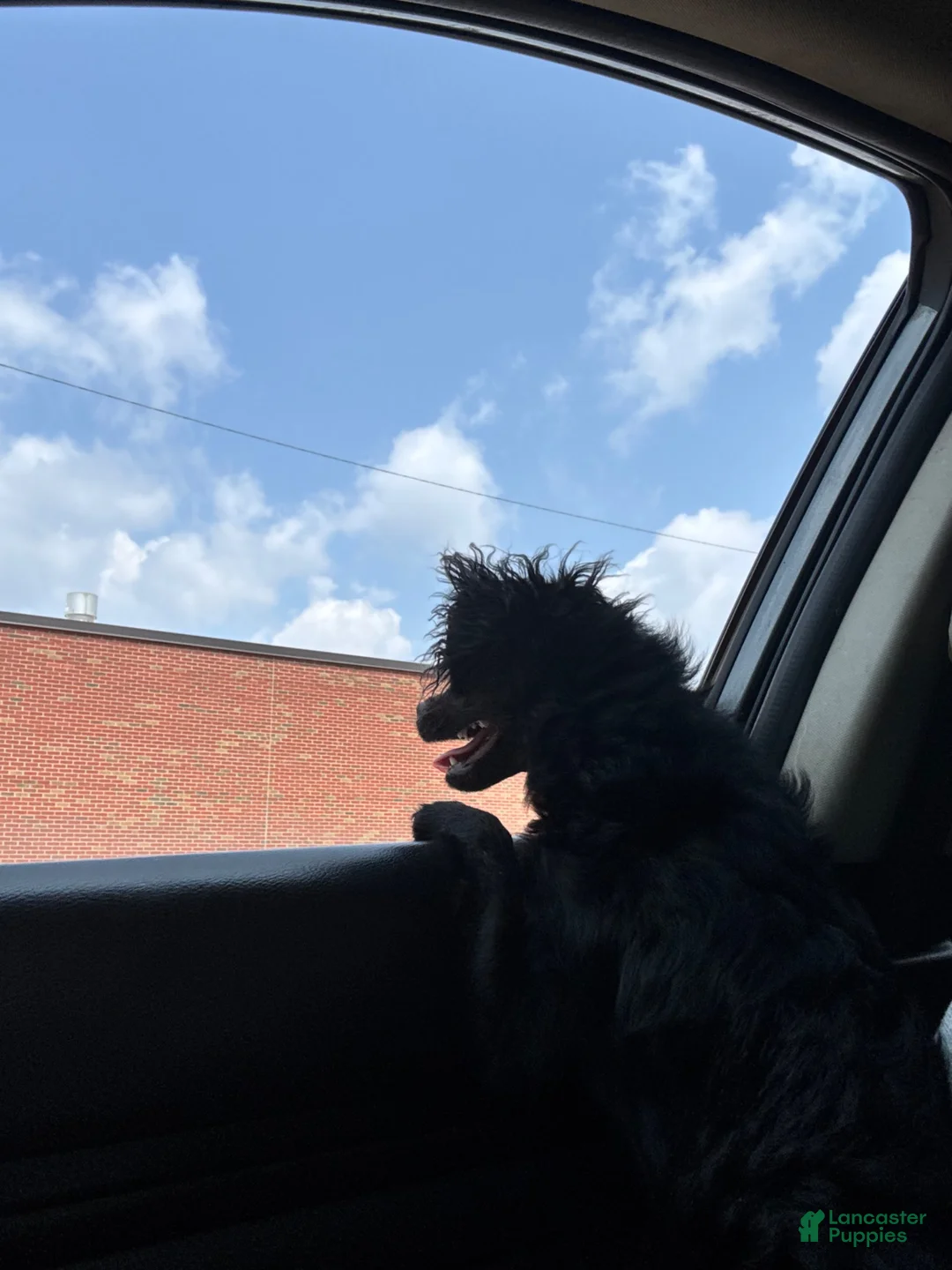 Mixed Breed dogs for sale: Mixed Breed 1 - Ad 1