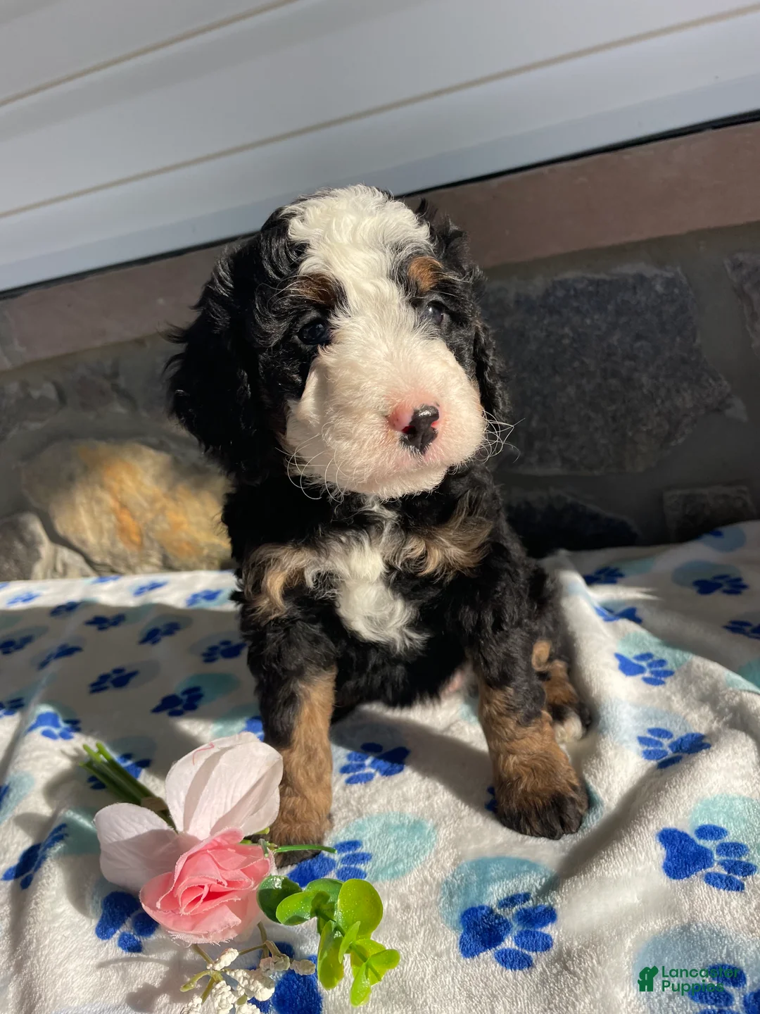 Mini Bernedoodle dogs for sale: Dolly - Ad 4