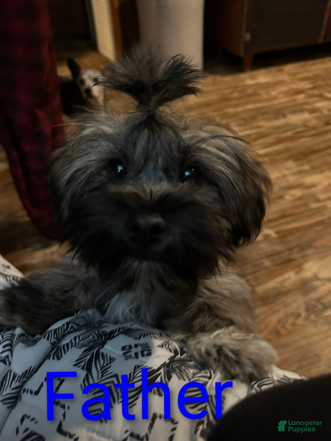 Mixed Breed dogs for sale: Mixed Breed Puppy 2 - Ad 5