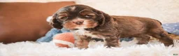 Cocker Spaniel dogs for sale: Cocoa - Ad 6