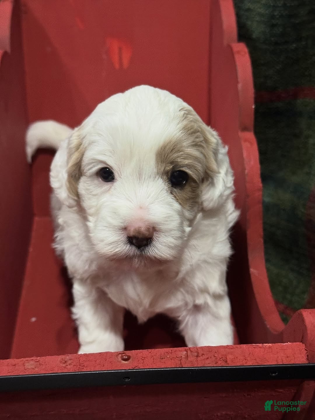 Labradoodle dogs Daisy  - Ad 3