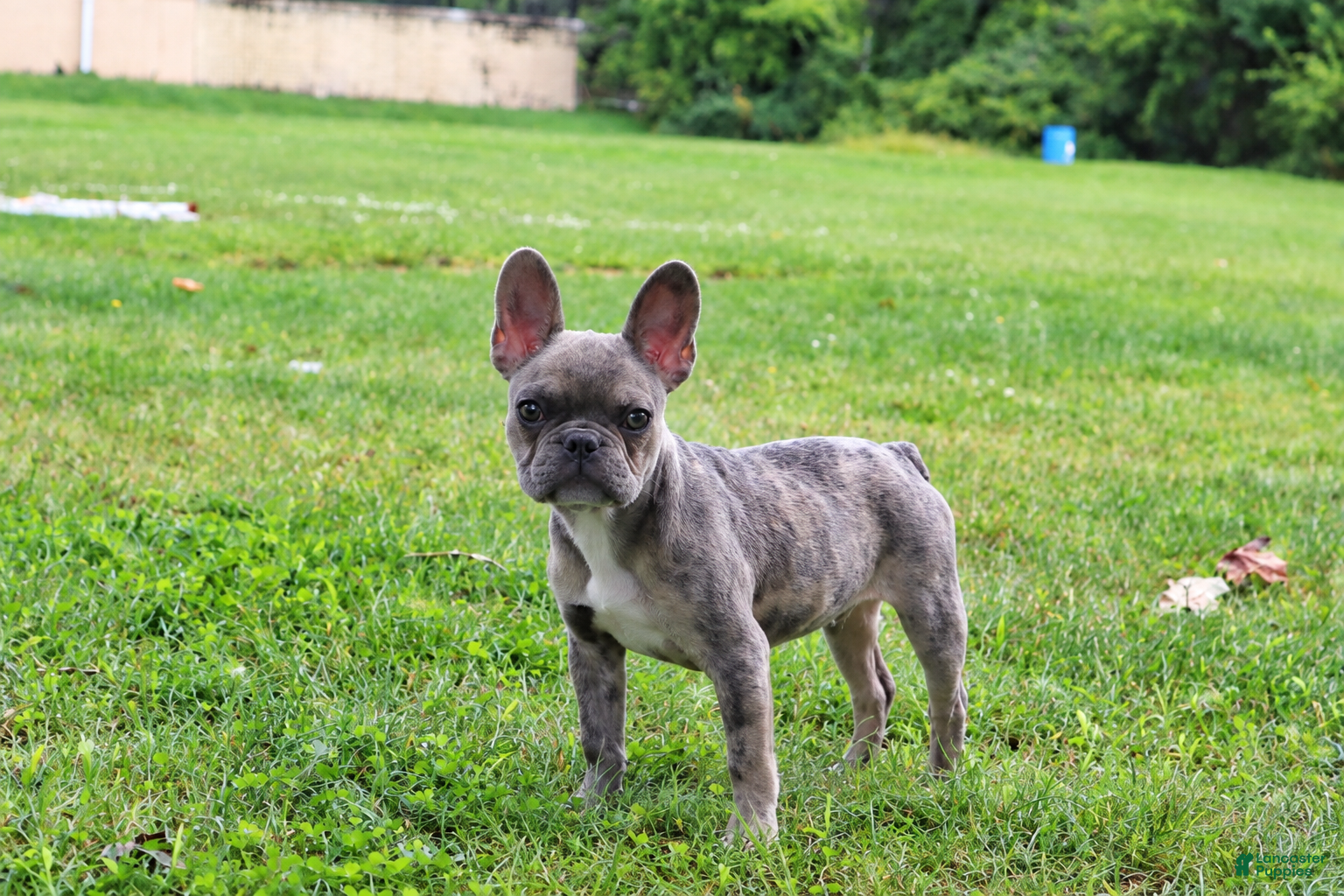 French Bulldog dogs Spotty - Ad 2