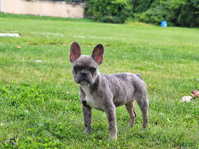 French Bulldog dogs for sale: Spotty - Ad 2