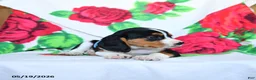 Beaglier dogs for sale: Lindy - Ad 3