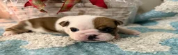 English Bulldog dogs for sale: English Bulldog Puppy 5 - Ad 4