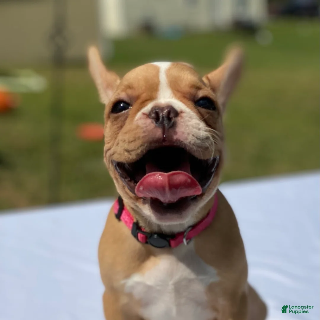 Gallery Image {{count}}