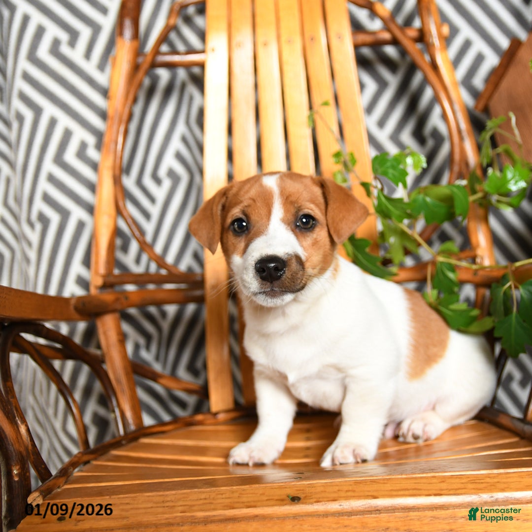 Jack Russell Terrier dogs for sale: Spunky - Ad 2