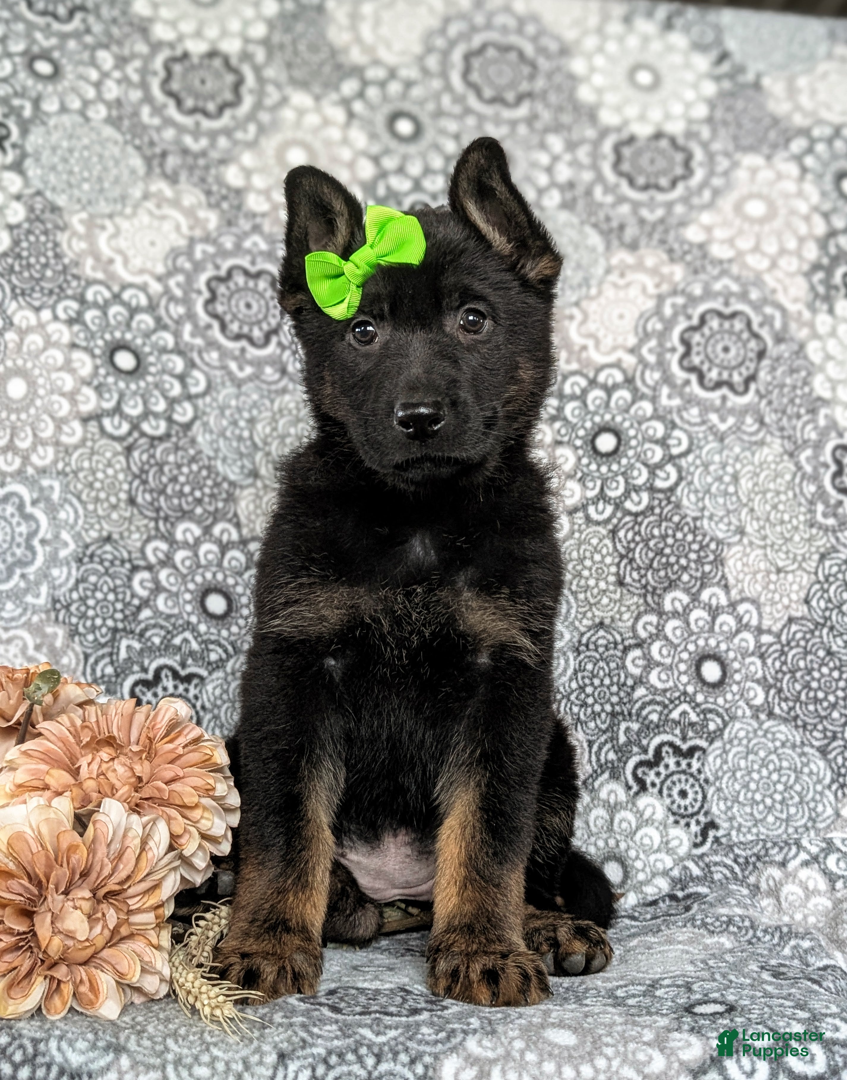 German Shepherd dogs Dayna - Ad 29