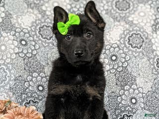 German Shepherd dogs Dayna - Ad 11