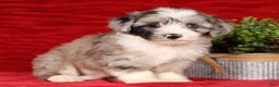 Mini Sheepadoodle dogs for sale: Roscoe - Ad 2