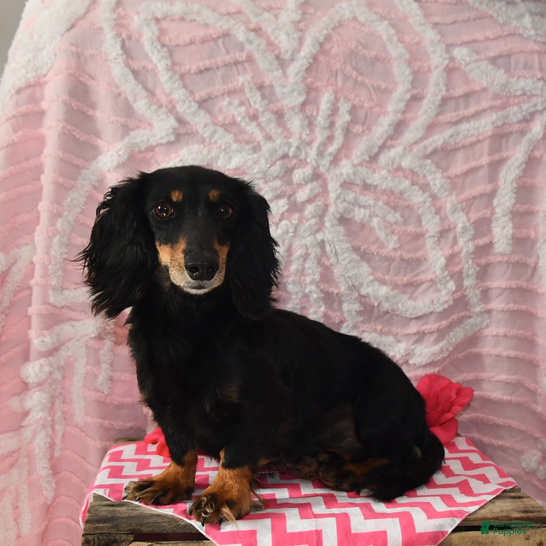 Miniature Dachshund dogs for sale: Jackson - Ad 6