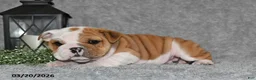 English Bulldog dogs for sale: Zakai - Ad 3