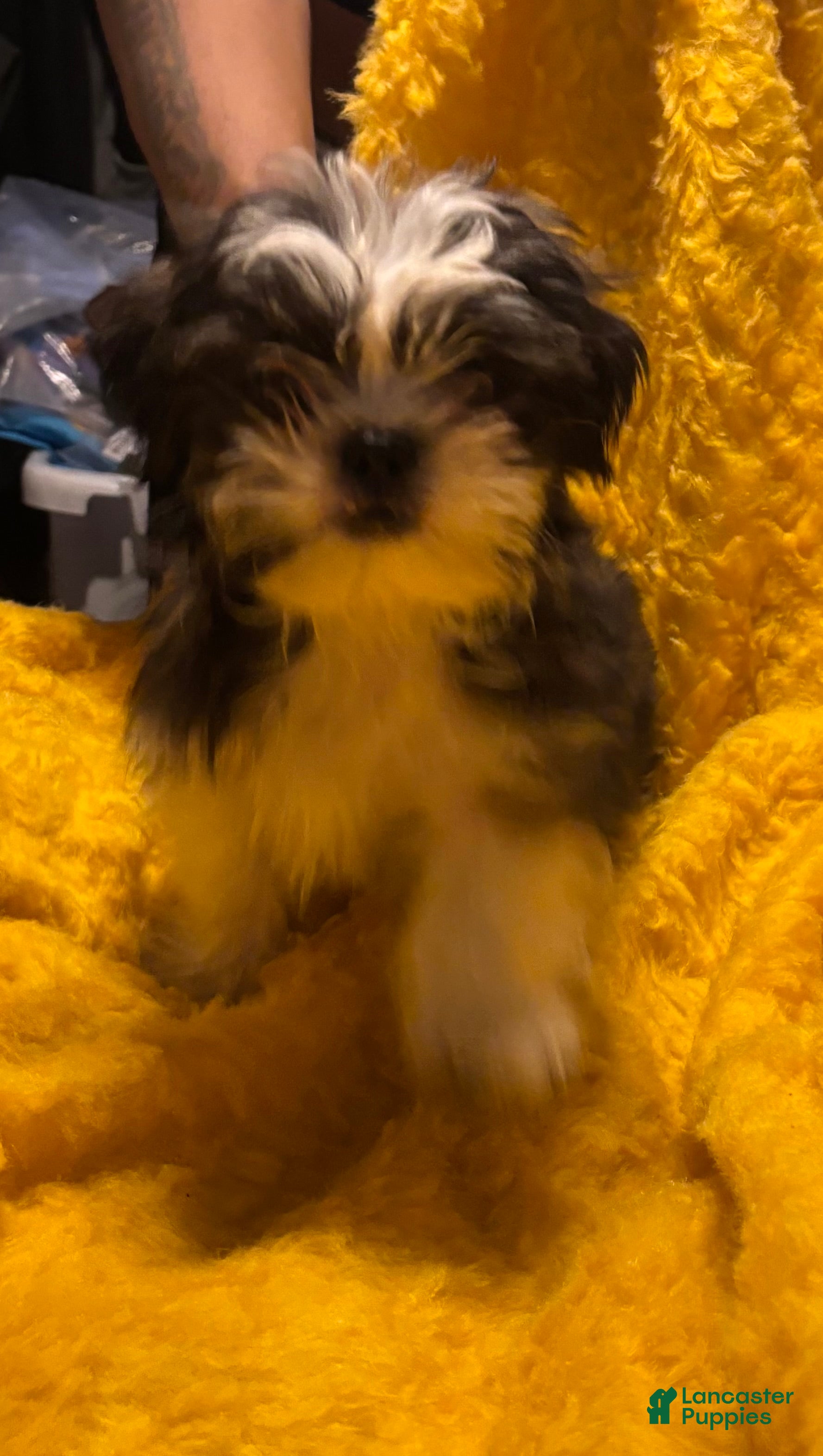 Shorkie dogs Shorkie Puppy 1 - Ad 20